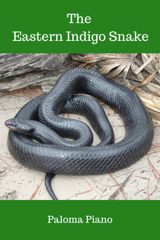 The Eastern Indigo Snake