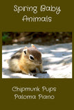 Chipmunk Pups