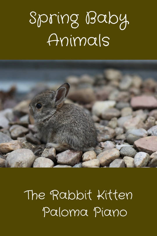 The Rabbit Kitten